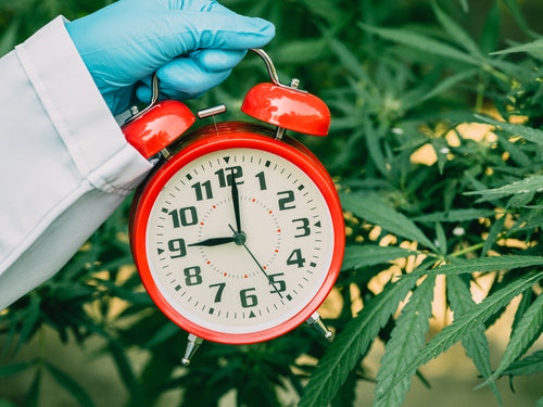 How Long Does It Take For CBD to Work?