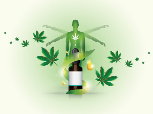 What is the Endocannabinoid System?