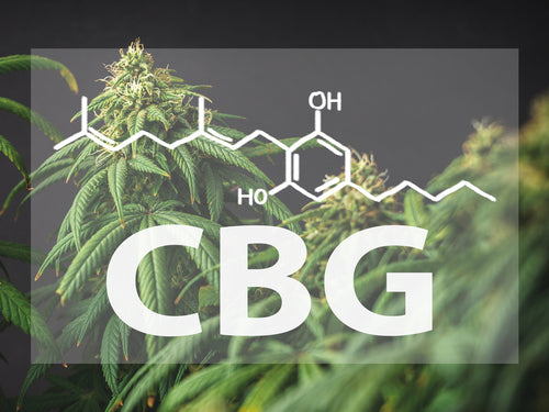What is CBG? Benefits and Uses of Cannabigerol